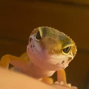 Meet your Posher, Brendan